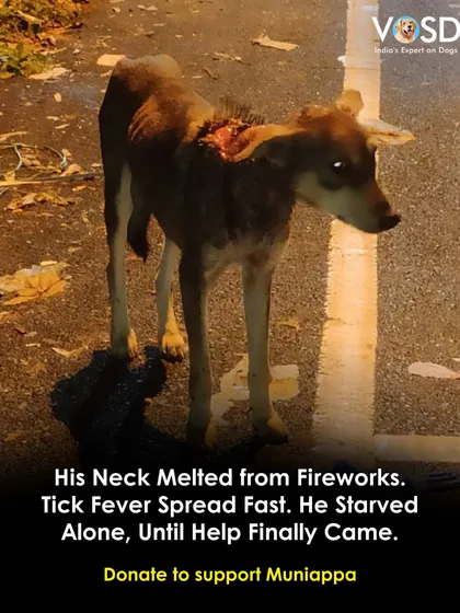 His neck was melted by fireworks, and tick fever spread fast. Muniappa starved alone until help finally came. Donate to support his recovery from this horrific abuse.