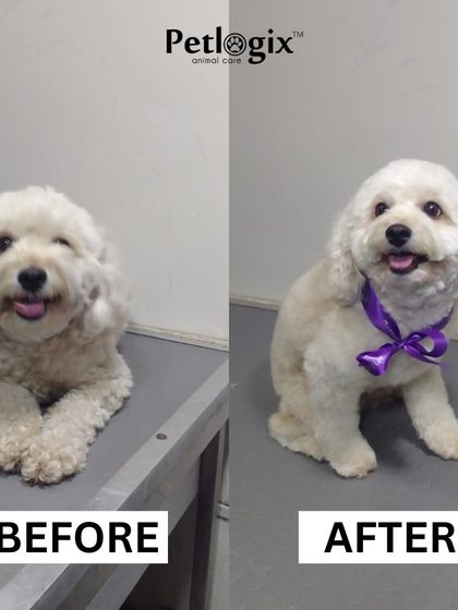 Another happy customer showing off their new look. We focus on creating a stress-free experience that ends with a happy smile and a wagging tail.