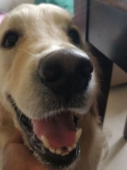 Aditi - In-Home Pet Sitting Meet the Whole Gang photo 32