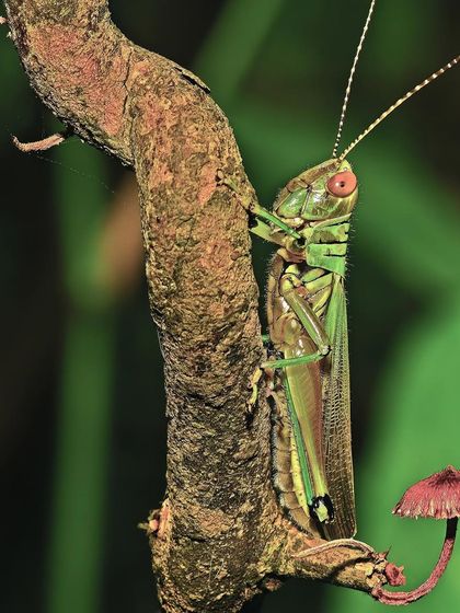 The Unseen World: Insects & Fungi photo 3