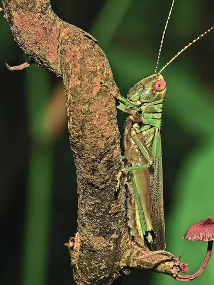 A grasshopper perches on a branch next to a tiny mushroom. The monsoon wilds wouldn't be half as exciting without the color-play, song, and hop of these fascinating musicians.