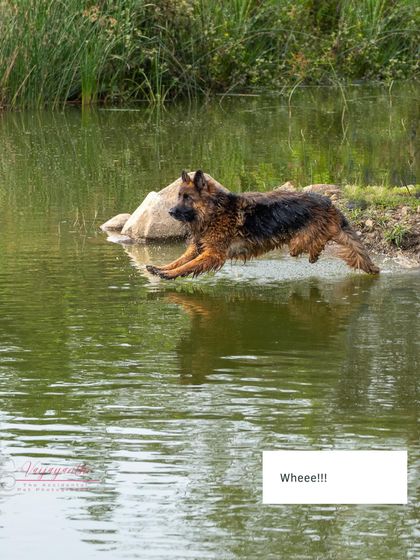The incredible Ruby, a German Shepherd, appearing to walk on water as she leaps into a lake. A truly magical moment from an outdoor adventure shoot.
