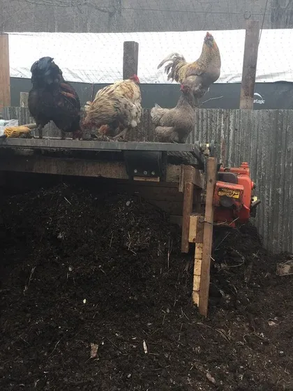 Joel working on the sifter with a few curious chickens looking on. They like to "help" when the machine is off. It's a constant cycle of fixing one part just for another to break.