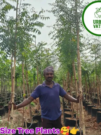 We provide big, healthy tree plants, from 8 to 12 feet tall, to kickstart your farm or greening project. This image shows our ready-to-plant Neem trees, part of a wide variety we offer.