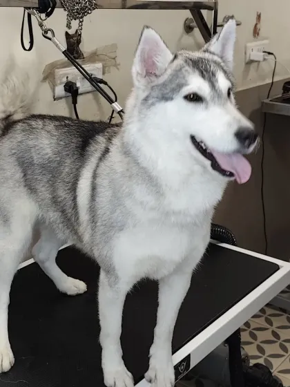 A happy, panting Husky after a thorough grooming. A clean coat is essential for their comfort, especially in warmer weather.