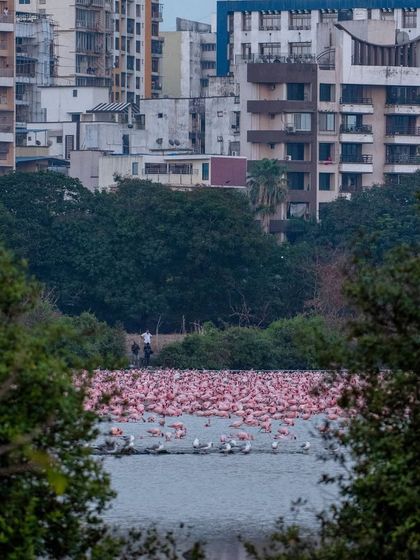 A unique perspective showing the flamingo habitat nestled right between the buildings of Navi Mumbai. It's a powerful reminder of how nature thrives in our city.