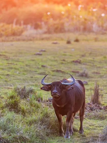 A wild water buffalo in Kaziranga, its powerful horns on display against the golden light.