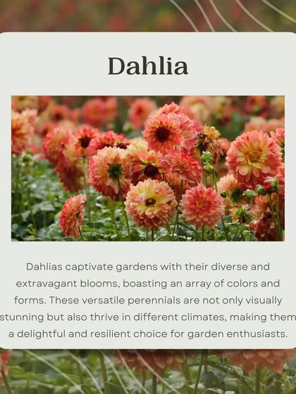 Dahlias captivate with their diverse and extravagant blooms. These versatile perennials come in an array of colors and forms, making them a stunning and resilient choice for garden enthusiasts.