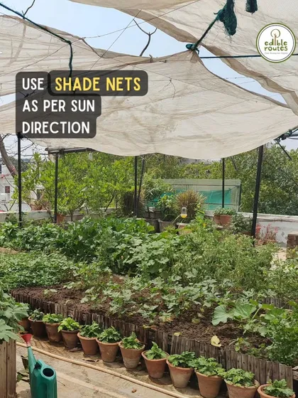 We help you turn any urban space, like this client's terrace in Delhi, into a thriving vegetable garden. We handle everything from installing shade nets to protect from the harsh sun to building the perfect soil mix for a bountiful harvest.