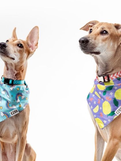 WoofWoof Stories - Commercial Pet Photography Pet Apparel & Accessories photo 12