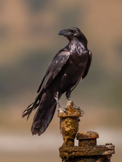 This is not a crow, but a Punjab Raven, a subspecies of the Common Raven. I photographed this one near the Indo-Pak border in the great desert of Rajasthan.