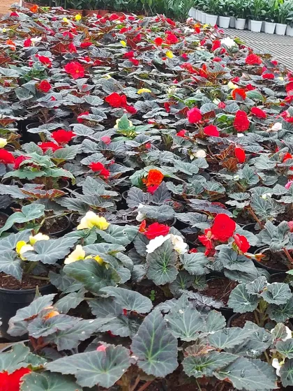 A large collection of Begonia plants with colorful red and yellow flowers and dark, textured leaves.