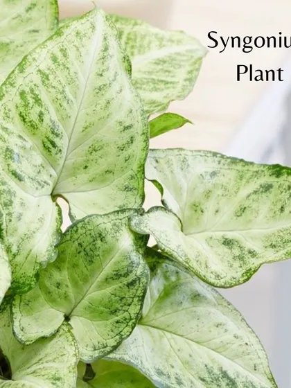 A close-up of the delicate, arrow-shaped leaves of a Syngonium plant. Its light green variegation is subtle and beautiful.