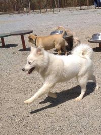 Dog Boarding & Daycare