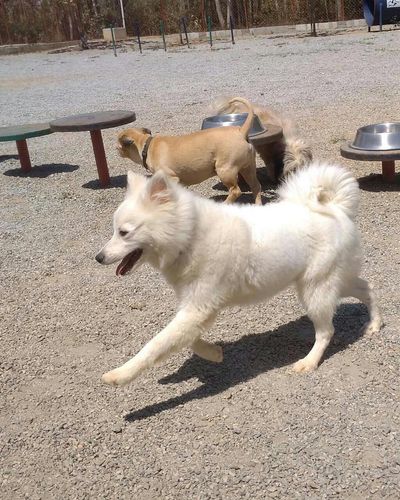 Dog Boarding & Daycare