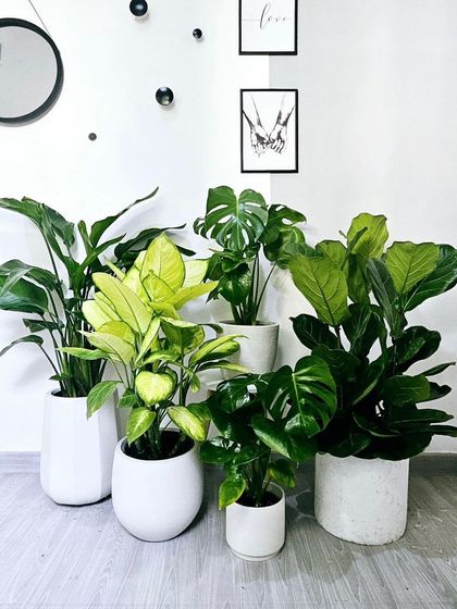 We curate plant collections that work together beautifully. This grouping features a Fiddle Leaf Fig, Monstera, and other foliage plants in matching white pots for a cohesive and stylish indoor jungle.