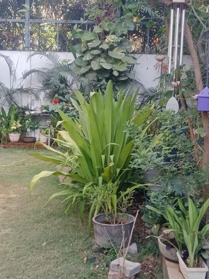 Hygrinz - Garden Maintenance Garden & Lawn Maintenance photo 4