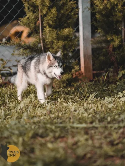 Rocky the Husky, one of our guests, exploring the play area. I cater to the high energy and unique needs of breeds like Huskies.