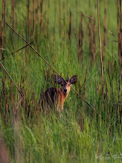 A Hog Deer peeking through the tall grasses, a shy and elusive resident of the Terai region.