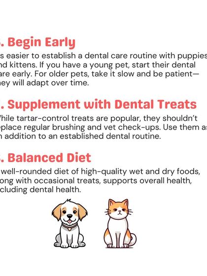 Woofly - Home Veterinary Services Essential Dental Health photo 10