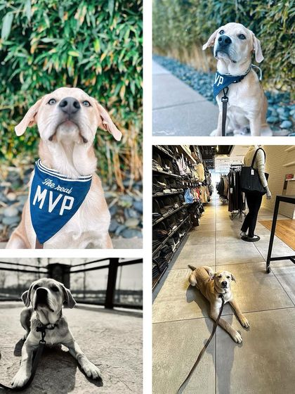 Tulsa Dog Trainer - Immersive Board & Train Programs Board & Train Graduates photo 82