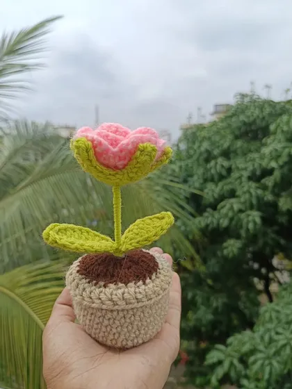 A single potted pink rose, showing the beautiful layered petal design.