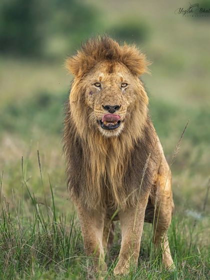 A lion licks his lips, looking straight at the camera. Our low-floor vehicles in the Mara make these ground-level perspectives possible, enhancing the intimacy of the portrait.