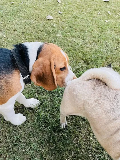 A Beagle and a Pug exchanging greetings. This is how friendships start at daycare.