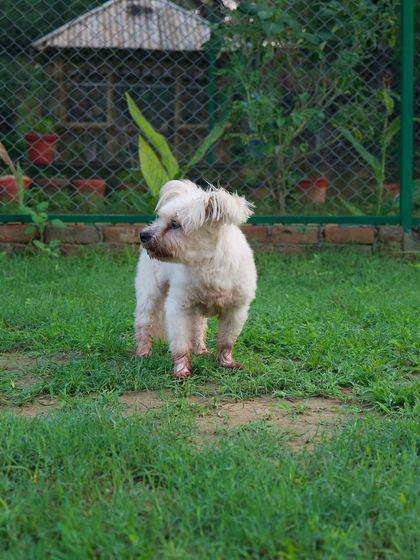 Meet Rayna, a senior Lhasa staying with us long-term. Older dogs have unique needs, and we provide them with gentle care, comfortable resting spots, and the right level of social interaction to keep them happy and healthy.