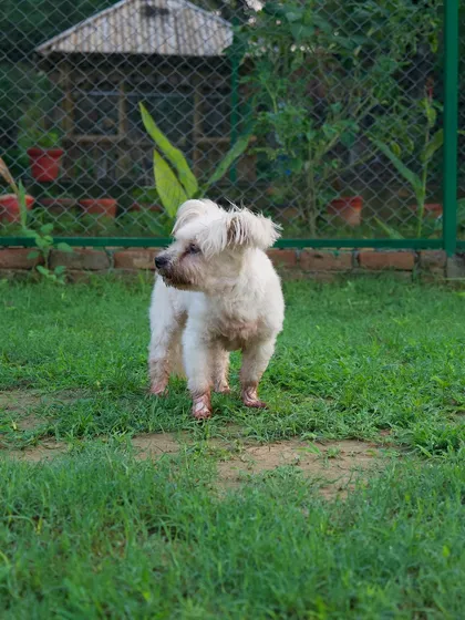 Meet Rayna, a senior Lhasa staying with us long-term. Older dogs have unique needs, and we provide them with gentle care, comfortable resting spots, and the right level of social interaction to keep them happy and healthy.