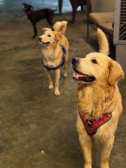 Another angle of our happy trio. They are so attentive and well-behaved.