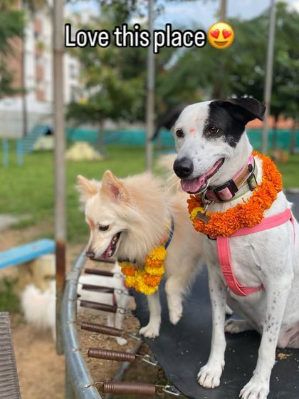 Therpup - Dog Training & Activities Celebrate Good Times: Parties & Events photo 5