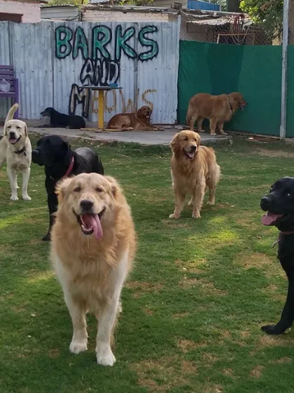 Our playground is where all the magic happens. With plenty of green grass and happy friends, it's the perfect setting for a day full of tail wags and fun.