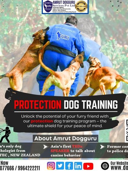 Dog Guru - Professional Dog Trainer Certification Advanced Training in Action photo 24