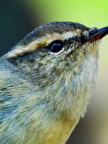 A macro shot of a Hume's Warbler's head. This image reveals the delicate feather structure, the pale supercilium, and the focused expression in its dark eye.