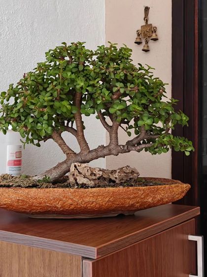 Another perspective of the mother-daughter style Jade bonsai, showing the protective posture of the larger tree over the smaller ones. It's a living story of nurturing.