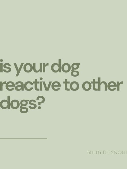 Aditi - In-Home Pet Sitting My Approach to Pet Sitting photo 14