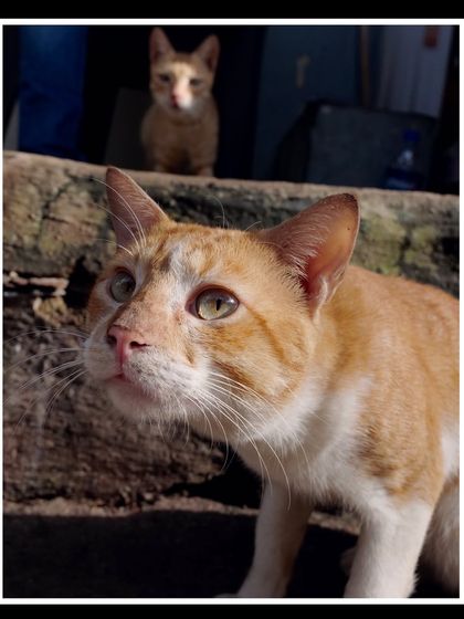 Manya Upadhyay - Travel & Documentary Photography Wildlife Encounters photo 30