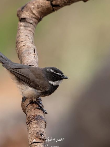 The White-throated Fantail perched on a curved branch, its distinct white throat and eyebrow clearly visible.