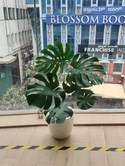 A beautiful Monstera Deliciosa in a simple white ceramic pot, adding a touch of modern, tropical elegance to a commercial space with a view of Bangalore's Church Street.