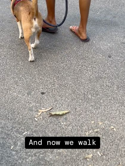 Confident Dogs - Canine Behavior Modification Life Skills, Taught Through Play photo 8