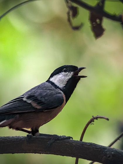 A Cinereous Tit singing from its perch in Bhondsi. These small, active birds are a delight to watch and photograph.