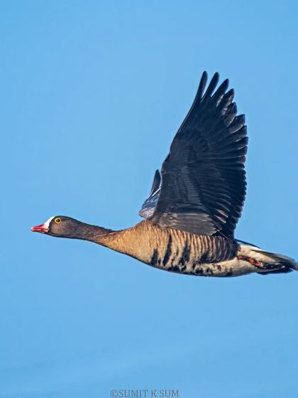 A Lesser White-fronted Goose in flight, a rare and exciting sighting for any birder.
