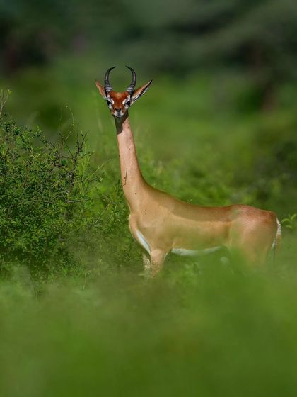 A male Gerenuk in the lush green landscape of Samburu after the rains.