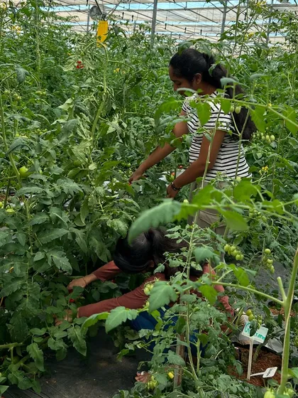 Volunteers harvesting cherry tomatoes in our greenhouse. It's incredibly rewarding to see the results of careful cultivation and to be a part of the harvest process.