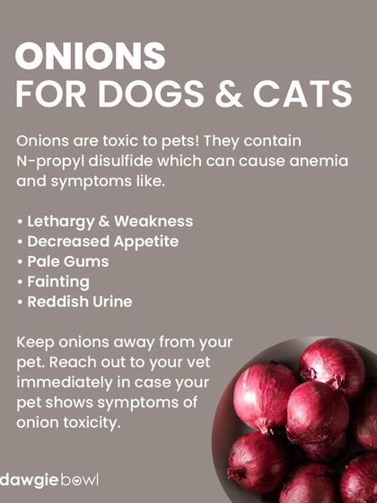 Onions are toxic to both dogs and cats. All parts of the onion can cause serious health problems like anemia. Keep them far away from your pets and contact a vet immediately if ingested.