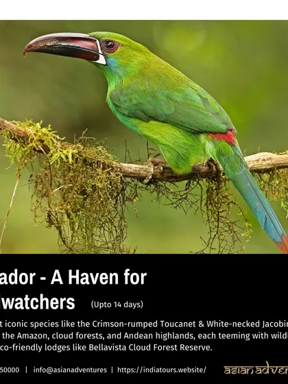 This poster for our Ecuador birdwatching tour highlights the country's status as a haven for birders, with over 1,600 species. We stay in eco-friendly lodges like the Bellavista Cloud Forest Reserve.