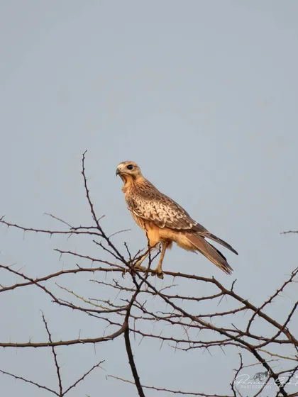 The juvenile White-eyed Buzzard perched on a thorny branch, alert and watchful.