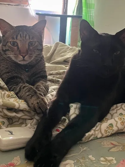 The boys, just chilling. I always send regular photo and video updates like this to cat parents so they know their babies are doing well.