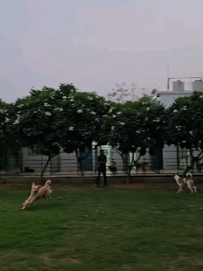 Dogs running and chasing each other across the lawn at dusk.